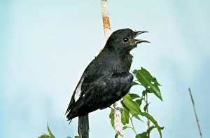 Tenebrosa: Swallow-winged Puffbird