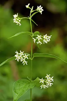 Wort: Swallow-wort - in flower - toxic and medicinal plant