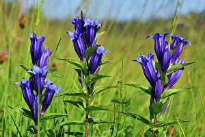 Gentiana: Swallow Wort Gentian highmoor Rothenthurm