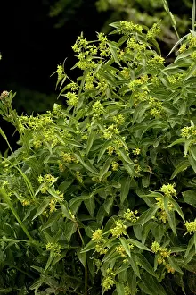 Wort: Swallow-wort - Medicinal and toxic plant