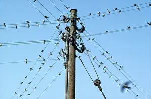 Hans D Dossenbach: Swallows - gathering on telephone wires