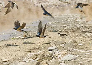 Delichon: Swallows and House Martins (Delichon urbica) -