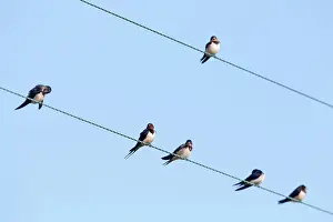 Wires: Swallows - perched on a wire