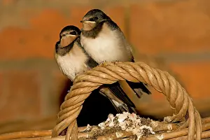 Handle: Swallows - Two young perched on basket handle