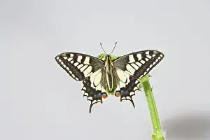 Machaon: Swallowtail
