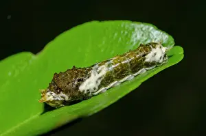Papilionidae: Swallowtail Butterflly Caterpillar - on leaf - Klungkung