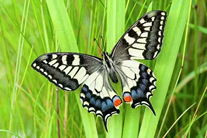 Swallowtails: Swallowtail Butterfly