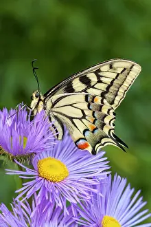 Swallowtails: Swallowtail Butterfly