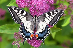 Swallowtails: Swallowtail Butterfly