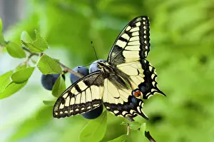 Machaon: Swallowtail Butterfly - on blackthorn