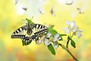 Imago: Swallowtail Butterfly on a branch Apple and petals
