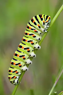 Caterpillars: Swallowtail Butterfly Caterpillar, resting on plant