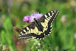 Thistles: Swallowtail Butterfly - feeding on thistle flower