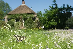 Swallowtails: Swallowtail Butterfly - In field of flowers in