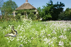 Swallowtails: Swallowtail Butterfly - In field of flowers in