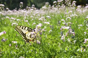 Swallowtails: Swallowtail Butterfly - On lady's smock