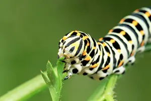 Carrots: Swallowtail Butterfly Larva - feeding on carrot leaves