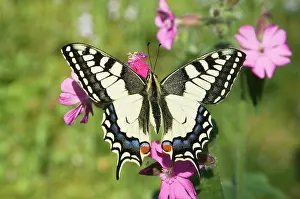 Campion: Swallowtail Butterfly - On Red Campion