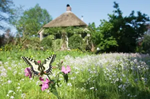 Campion: Swallowtail Butterfly - On Red Campion in field
