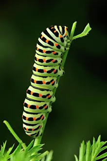 Swallowtails: Swallowtail caterpillar