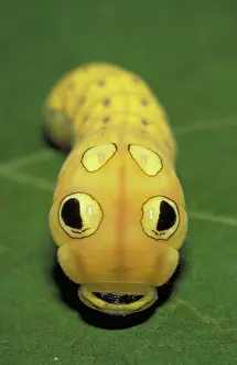 Disguise: Swallowtail caterpillar