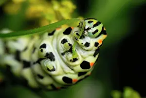 Machaon: Swallowtail caterpillar eating