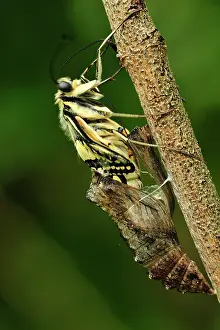 Swallowtails: Swallowtail chrysalis pupa hatching