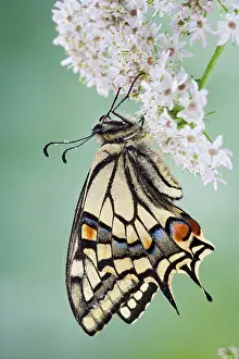 Machaon: Swallowtail - on flower wings closed