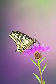 Machaon: Swallowtail - on flower wings closed