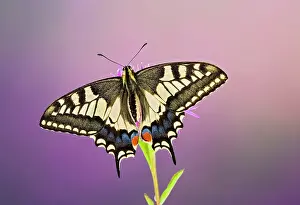 Machaon: Swallowtail - on flower wings open