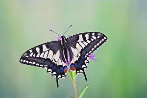 Machaon: Swallowtail - on flower - wings open