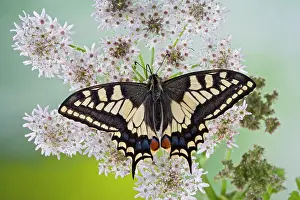 Machaon: Swallowtail - on flower wings open