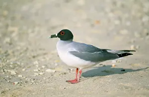 Furcatus: Swallowtail Gull