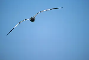 Furcatus: Swallowtail Gull in flight (head on)