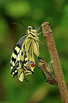 Swallowtails: Swallowtail hatching