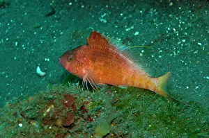 Hawkfish: Swallowtail Hawkfish