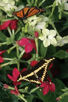 Glaucus: Swallowtail and Monarch