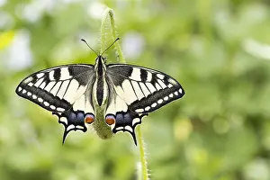 310820: Swallowtail (Papilio machaon) to bud of poppy flowers