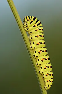 Machaon: Swallowtail (Papilio machaon), caterpillar