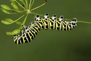 Hull: Swallowtail (Papilio machaon) caterpillar feeding