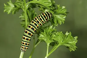 Parsley: Swallowtail (Papilio machaon) caterpillar feeding