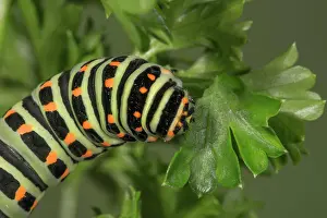 Parsley: Swallowtail (Papilio machaon) caterpillar feeding