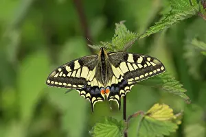 Urticaceae: Swallowtail (Papilio machaon) resting on nettles