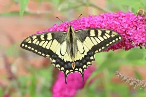 Decorated: Swallowtail (Papilio machaon), sucking nectar on