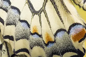 Machaon: Swallowtail (Papilio machaon), wing, detail, Germany
