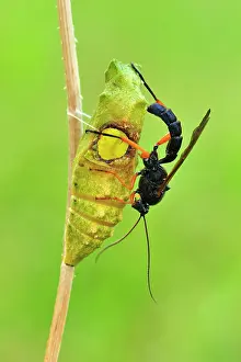 Swallowtails: Swallowtail pupa parasitic wasp
