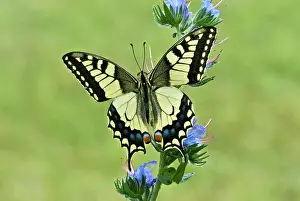 Swallowtails: Swallowtail - Resting on vipers bugloss
