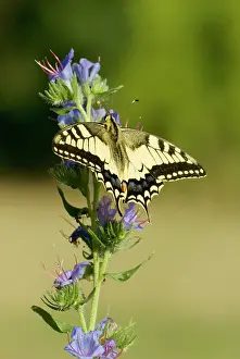 Bugloss: Swallowtail - On vipers bugloss