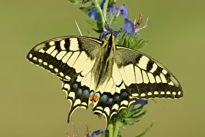 Swallowtails: Swallowtail - On vipers bugloss