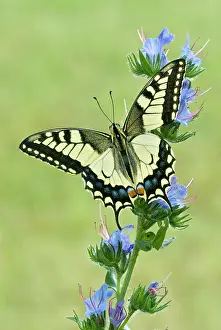 Swallowtails: Swallowtail - on vipers bugloss